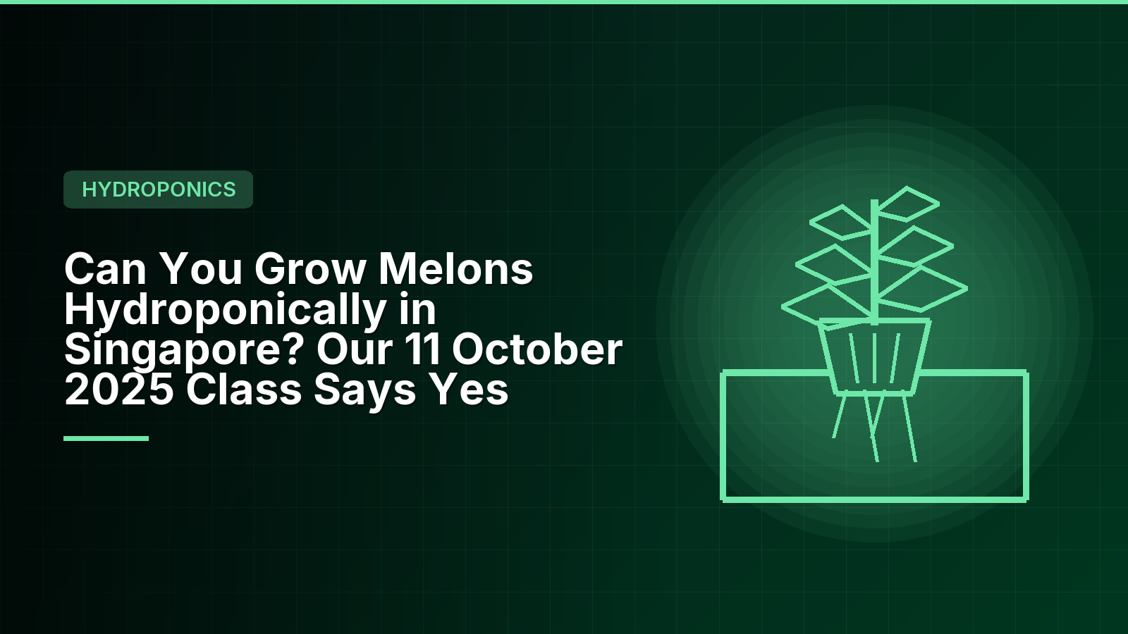 Can You Grow Melons Hydroponically in Singapore? Our 11 October 2025 Class Says Yes