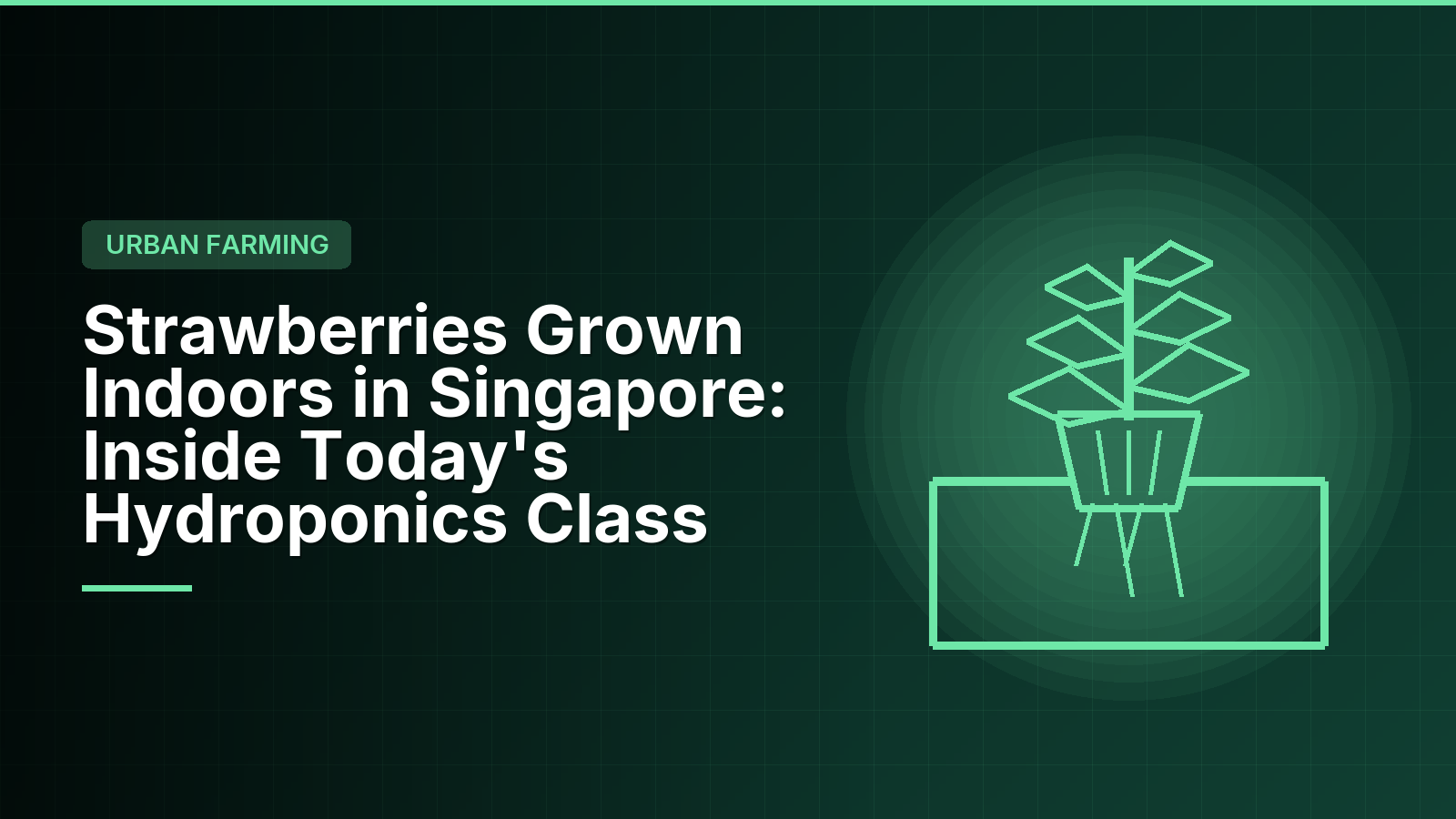 Strawberries Grown Indoors in Singapore: Inside Today's Hydroponics Class