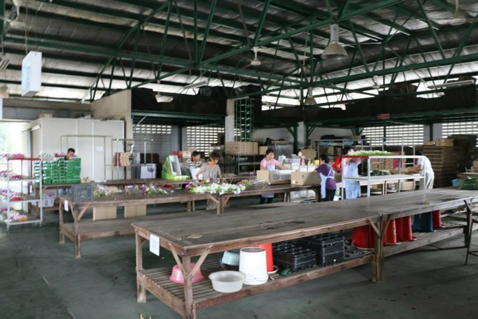The open working and packing area at Toh Orchid Farm, with long wooden benches, trays and staff working at the far end
