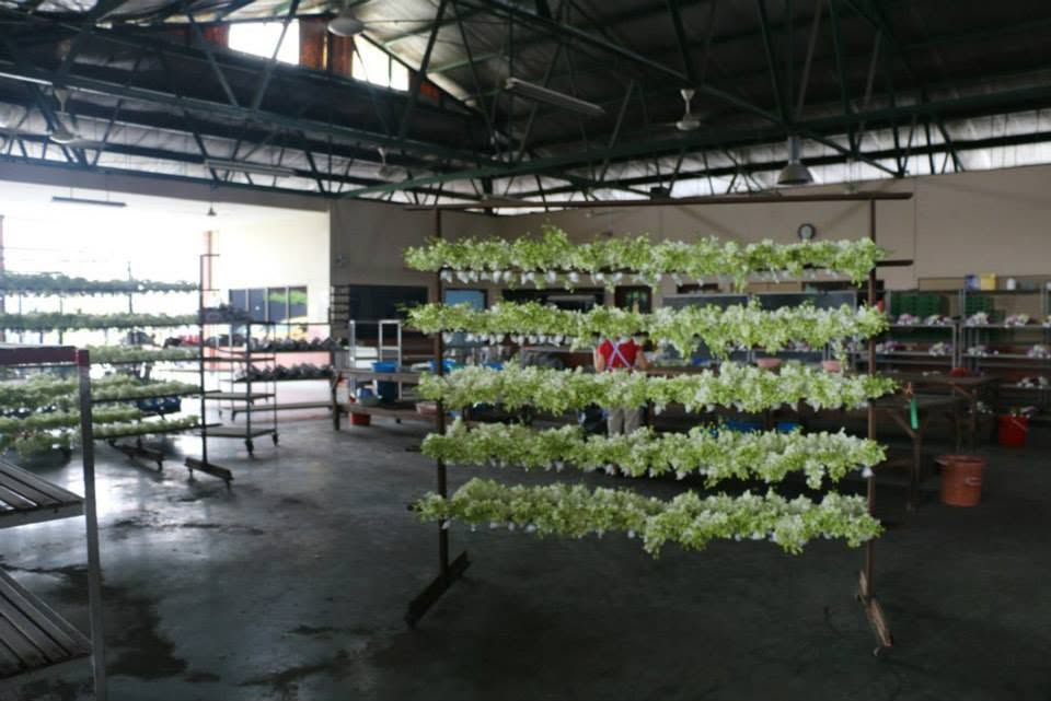 A tall vertical hydroponic rack holding tiers of light green leafy plants inside the open working shed at Toh Orchid Farm