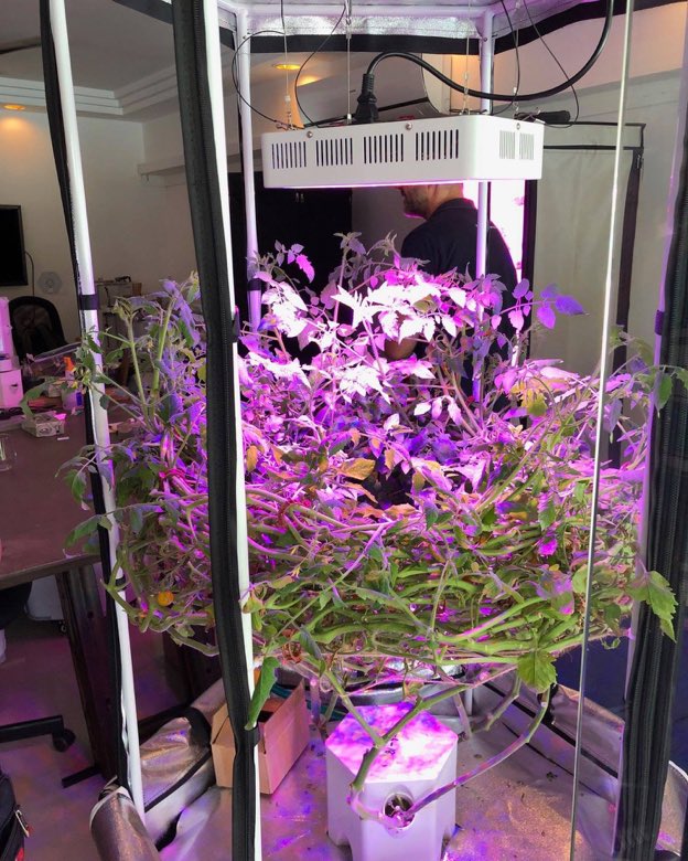A hydroponic tower inside a reflective grow tent with a suspended LED panel above a dense canopy of tomato plants