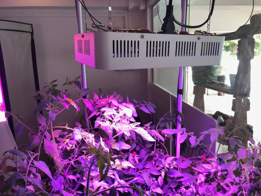 A white LED grow panel suspended on adjustable hanging cables above a dense canopy of tomato plants lit in magenta