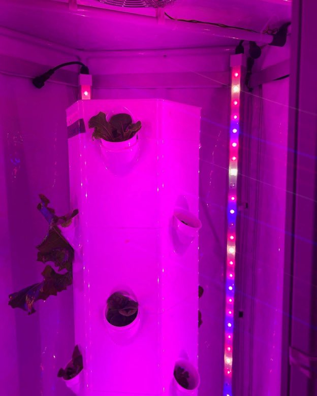 A hydroponic grow tower inside a tent bathed in magenta light, with an LED strip beside it showing individual red and blue diodes