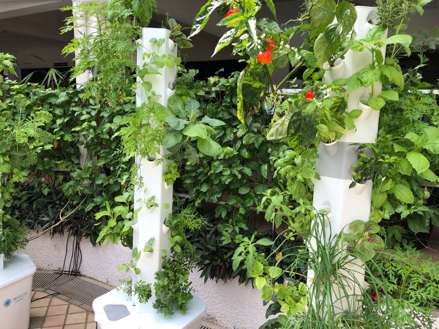 Vertical hydroponic tower gardens planted with leafy greens and herbs standing along a covered walkway