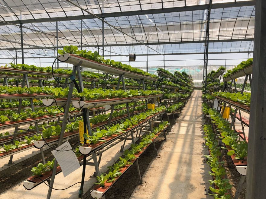 Rows of A-frame tiered nutrient film technique racks in a greenhouse, each sloped channel holding evenly spaced lettuce plants