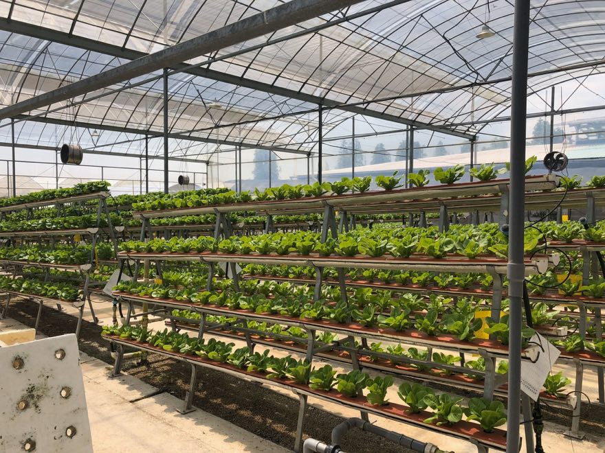Long rows of hydroponic growing channels stretching down a commercial greenhouse under a translucent roof
