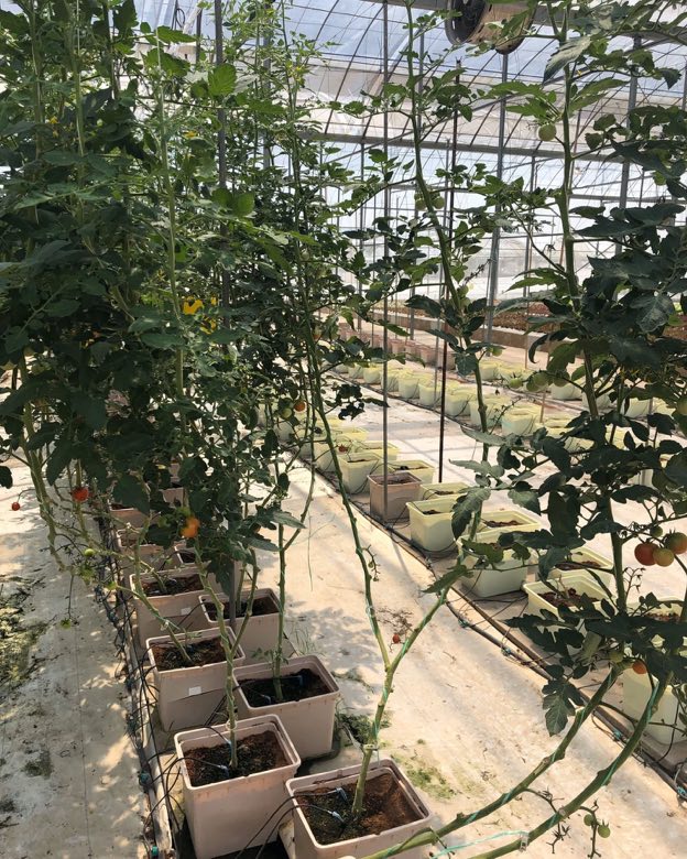Tall tomato vines trained upward on strings in a greenhouse, each growing from an individual container fed by drip irrigation lines