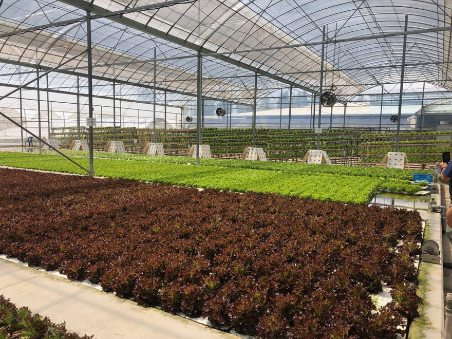 Large greenhouse beds of red and green lettuce growing side by side in hydroponic rafts, with tiered growing racks visible behind