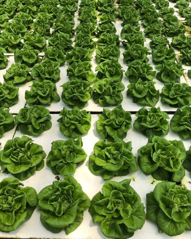 Dense rows of mature butterhead lettuce growing in evenly spaced holes across white floating raft boards