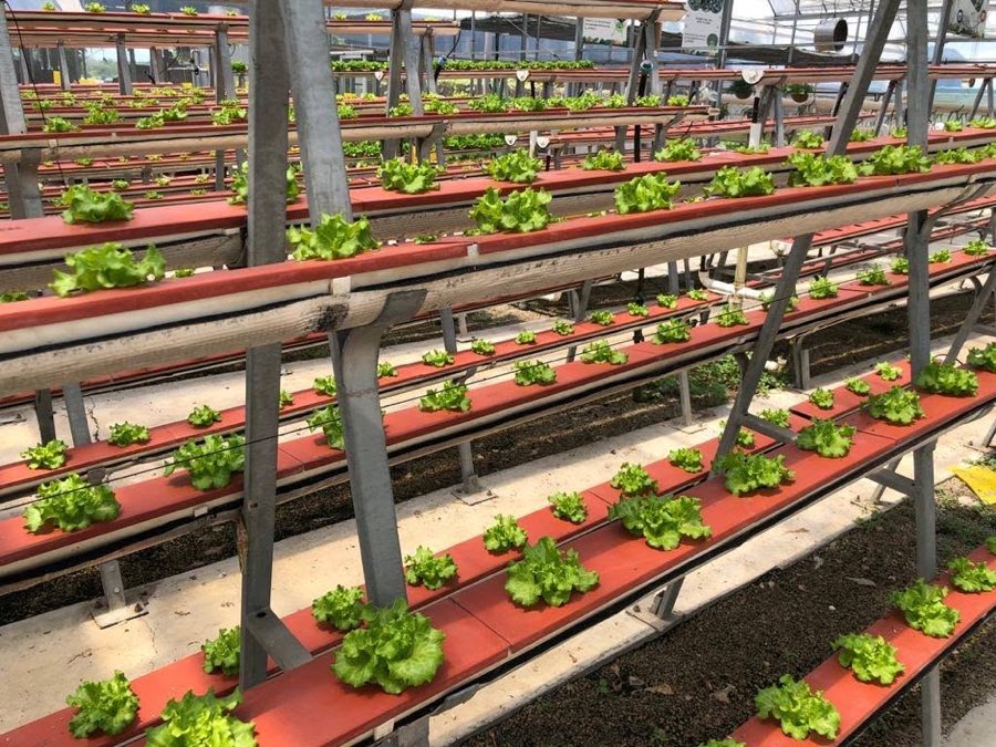 Long red nutrient film technique channels running the length of a greenhouse, each holding evenly spaced young lettuce plants