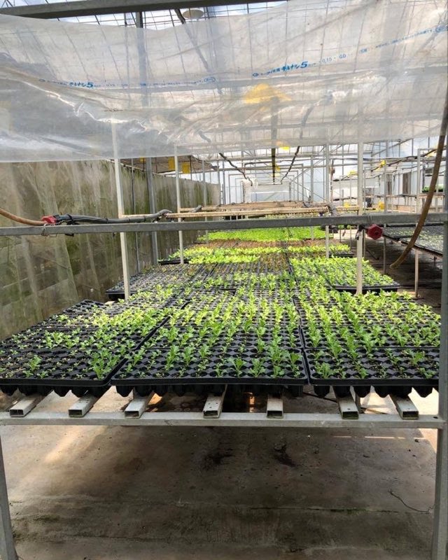 Rows of black propagation trays filled with young hydroponic seedlings on raised benches inside a covered nursery