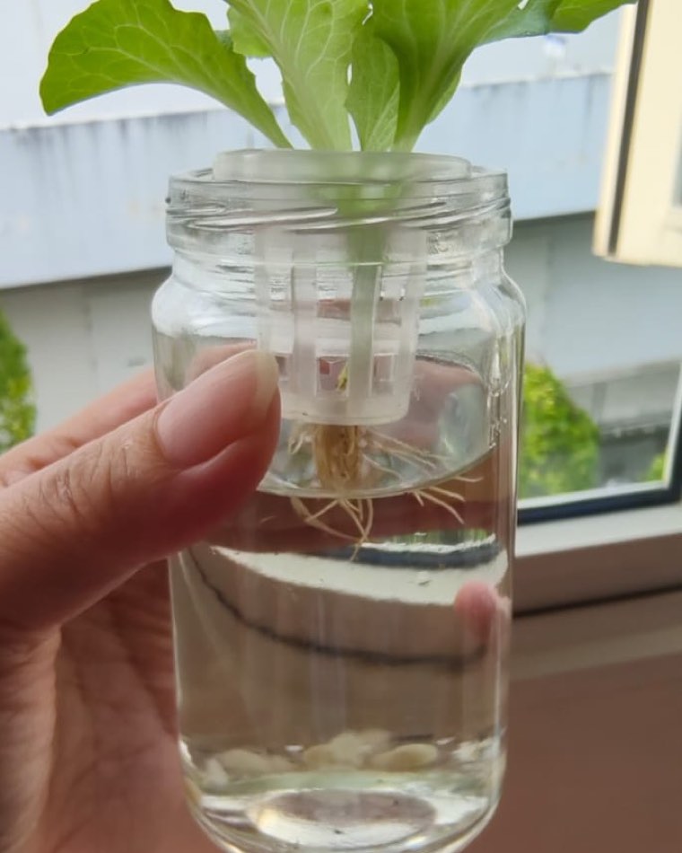 A glass jar of water with a net pot resting in its mouth, holding a young lettuce seedling whose roots reach into the water below