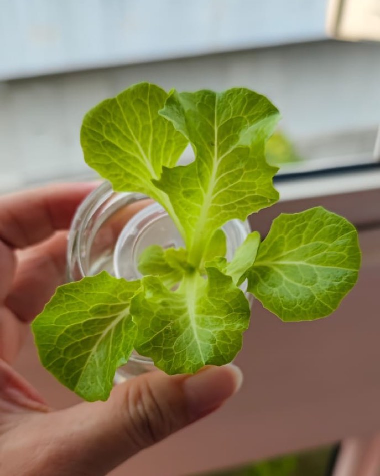 A healthy young lettuce plant with broad green leaves growing from a jar held up at a bright window
