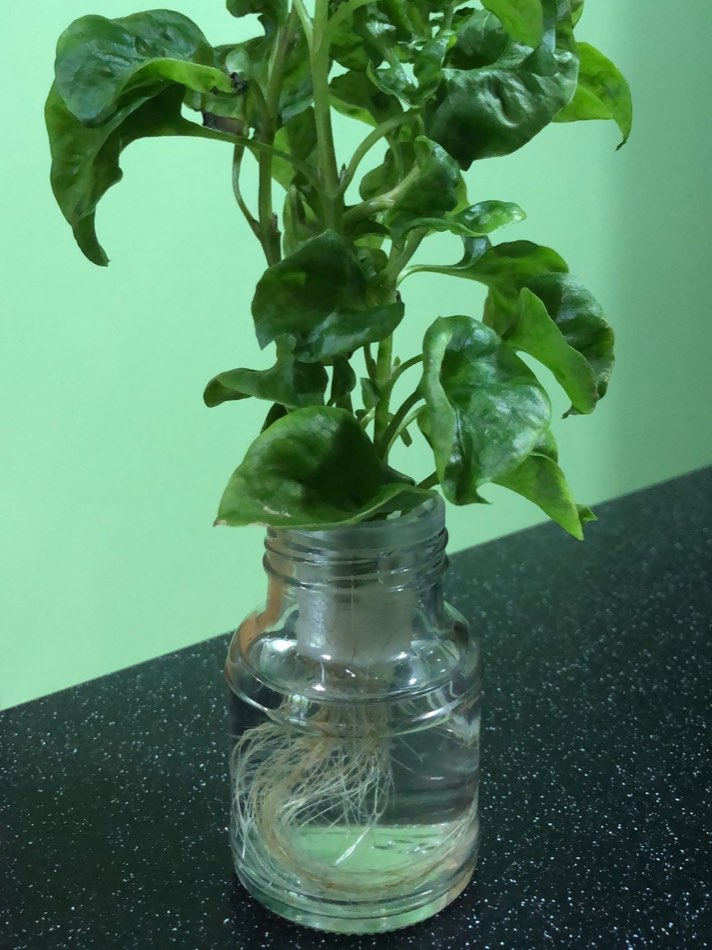 A mature leafy green plant growing from a glass jar of clear water, with a dense white root mass visible below the waterline