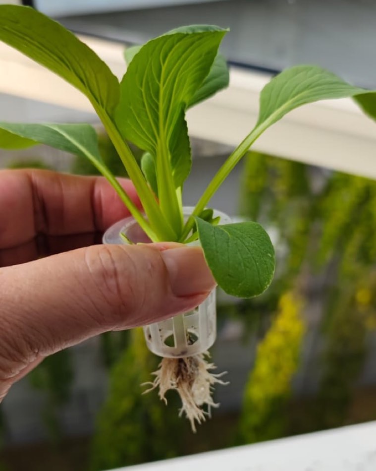A bok choy seedling lifted out of its net pot, showing a white root mass growing down through the slots in the pot