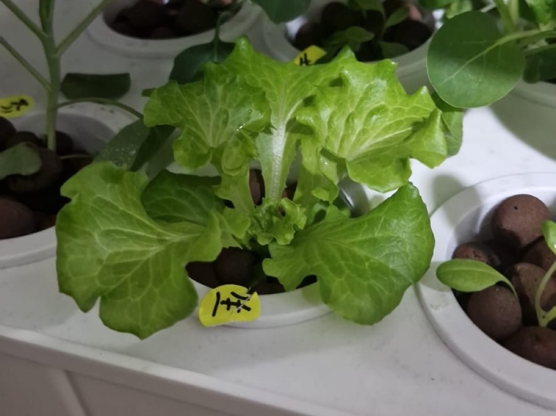 Young lettuce and leafy vegetable seedlings growing in net pots filled with clay pebbles under an LED grow light, each pot hand-labelled