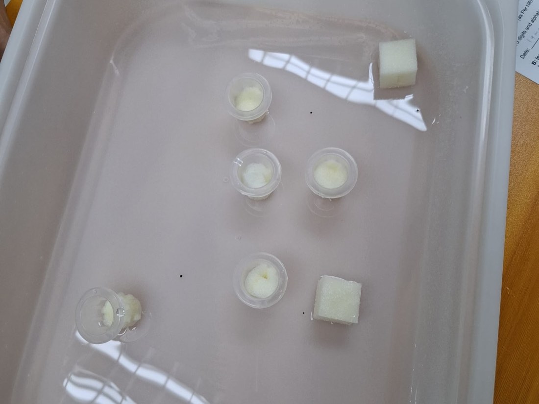 Net pots each holding a soaked grow sponge, arranged in the nutrient reservoir during the hydroponics practical session
