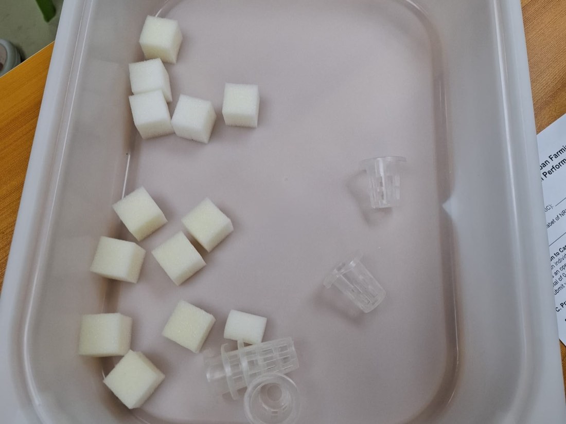White grow sponge cubes and clear plastic net pots soaking in a shallow tub of water during the hydroponics practical session