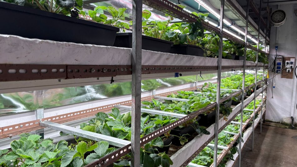 Long indoor growing racks holding trays of leafy vegetables under lighting, running the length of a climate-controlled room