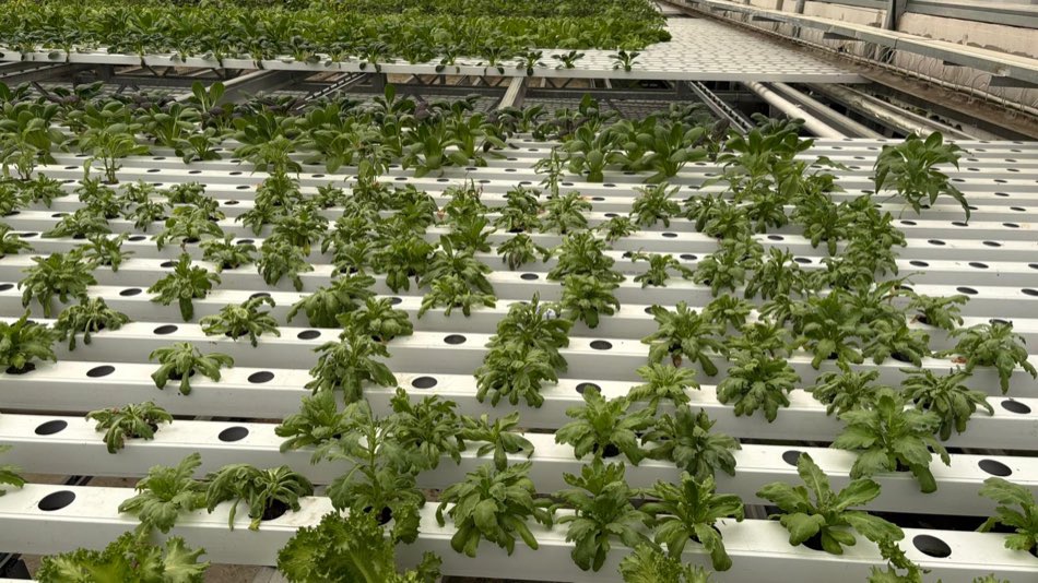Dense beds of leafy greens growing in evenly spaced holes across white hydroponic channel boards