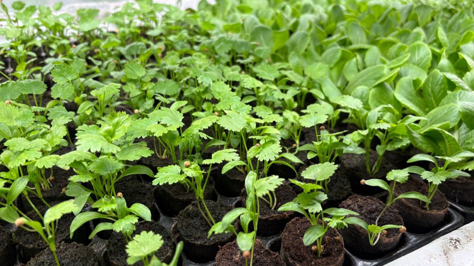 Close view of propagation trays filled with young coriander and leafy vegetable seedlings in individual plugs