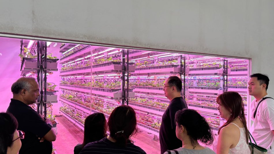Class participants looking through a viewing window at a large indoor vertical farm growing strawberries on stacked tiers under pink LED lighting